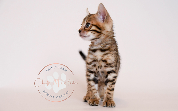 Bengal kitten for sale